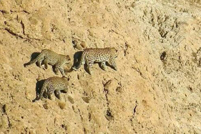 تصویری ناب از چهار قلاده پلنگ ایرانی در پارک ملی دنا
